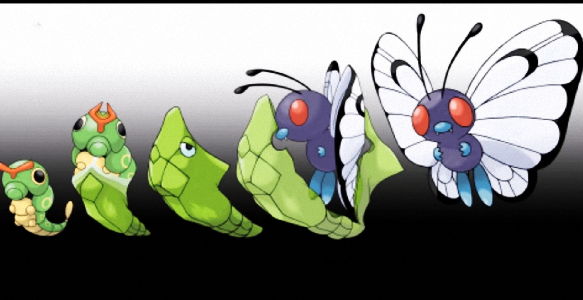 绿毛虫进化顺序图图片